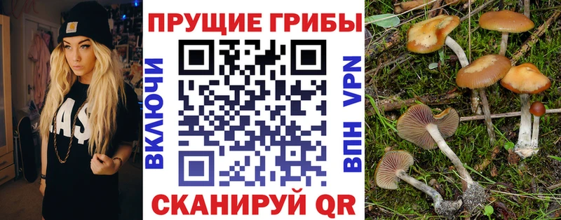 Псилоцибиновые грибы Cubensis  где продают   Чердынь 